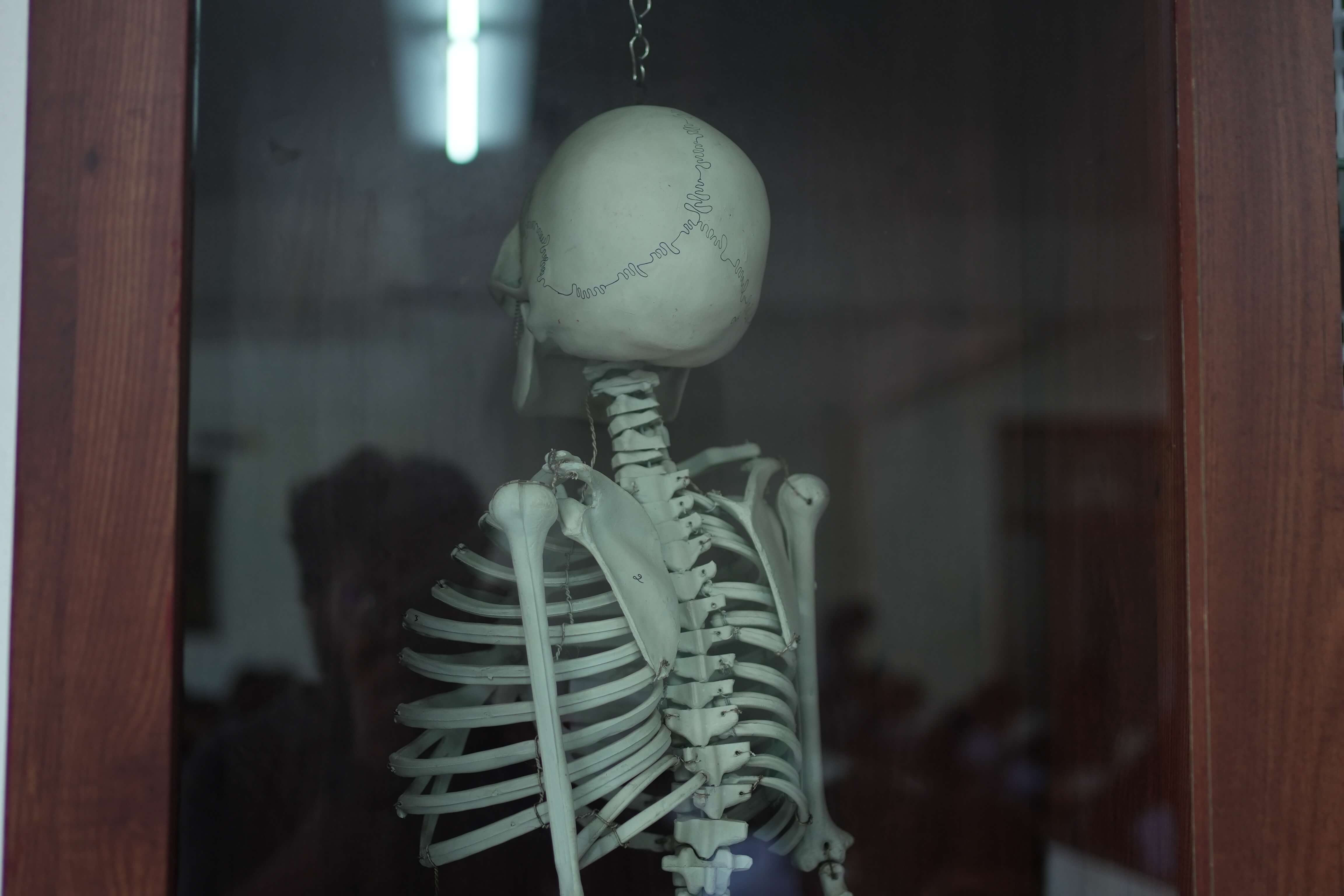 Biology Laboratory - Human Skeleton Model